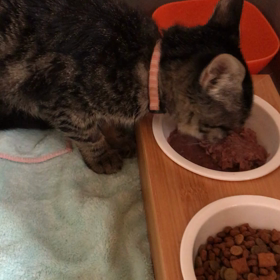 ミィちゃん無事に退院！の画像