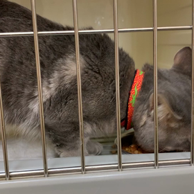 レオくん♡の画像