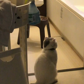 ミーアキャットみたいな猫の画像