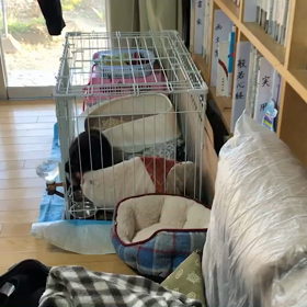 ゴミを漁った昨日とゆめちゃん♡の画像