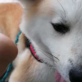 強雨止み散歩出発、いきなりいつもと違う方向を要求。昨日強引に引っ張った反動で飼い主弱気。先輩犬のの画像