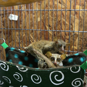 コビトガラゴの画像