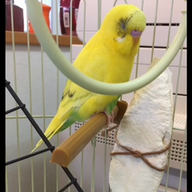 インコきみちゃんの画像