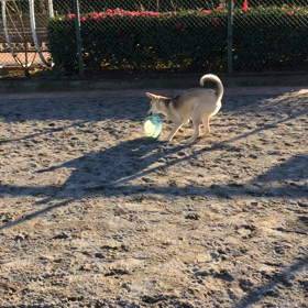 バケツ取り競争の画像