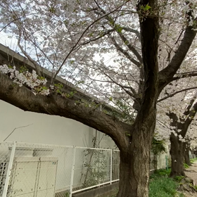 祝　　金属ゼロ記念日の画像