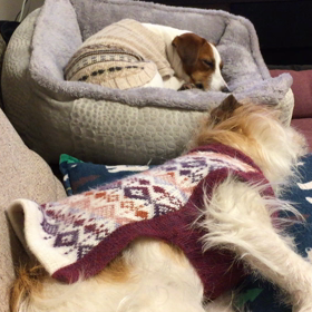 今日のココのん、のんのんぽうぽうの画像