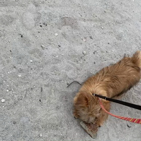 4月17日11わんこと1時間遠足  お台場の画像