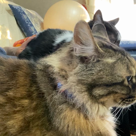 スーパー猫の日の画像