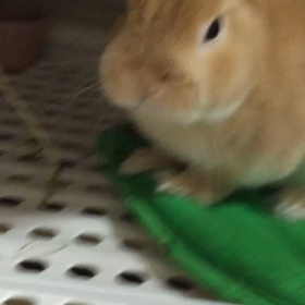 朝食は草ﾀﾞﾖの画像