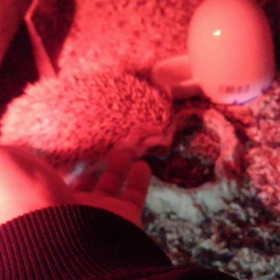 たまにだからの画像