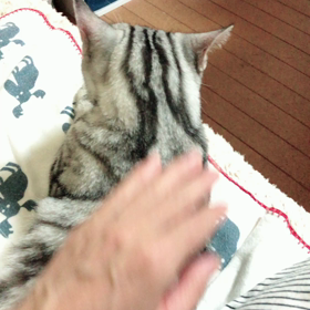 その後のペチャの画像