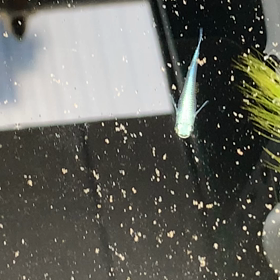 サンセット極龍抱卵の画像