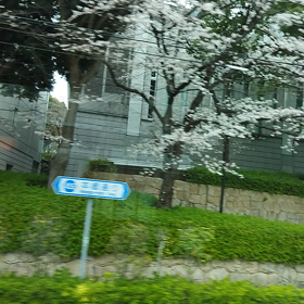 東京のほうが咲いてるの画像