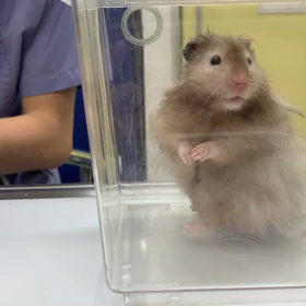 トリコモナス8日目の画像