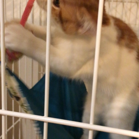 レッドちゃんおむかえでした❤️の画像