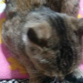 嬉しい～ッの画像