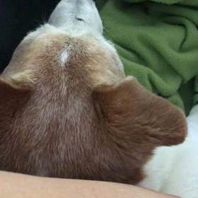 泣き喚くジャックラッセルの画像