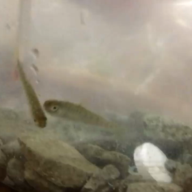 鮭を、いくらから育てましたの画像