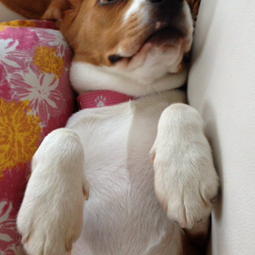 コーギー？の画像