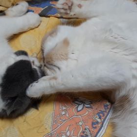 今日はホームでいつものやつの画像