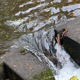 親ヤマメ放流2の画像