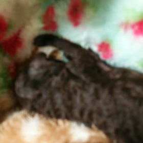 きゃわゆい(#^.^#)の画像