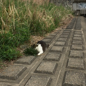 今日は中途半端な天気…の画像