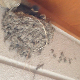 今日のツバメのヒナちゃん♪の画像