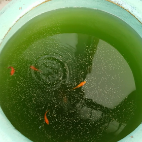 水槽掃除(^_^;)の画像