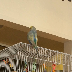 ロク、おしゃべり絶好調！の画像