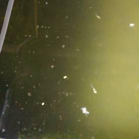 ミジンコ飼育～の画像