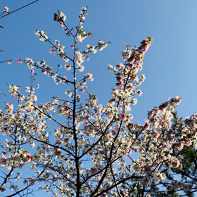 今日の桜の画像