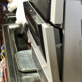 今日のテンの画像