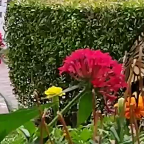 ペンタスに吸蜜に来たナミアゲハ蝶(動画)の画像