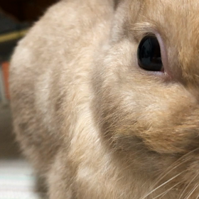 ウチのウサギのゴンザブロウ？の画像