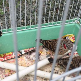 イッコウチョウの画像