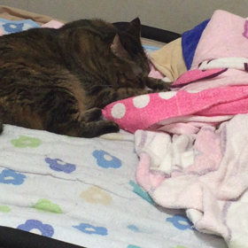 朝からふみふみ❤️の画像