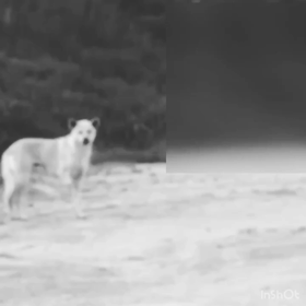 物言えぬ命達を守るためにも法改正を！の画像