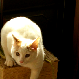 ＼ 新年の書き初め ／の画像