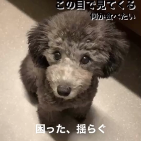 宇野樹君インスタストーリーより　日本のEmmaちゃんとスイスの昌磨君とトロちゃんの画像