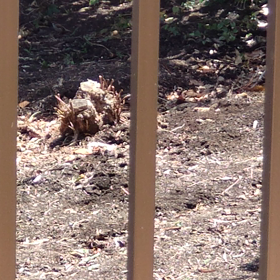 ぎじえもん☀️スズメの画像