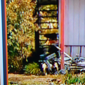 猫が歩いてたらの画像