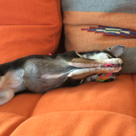 ゴロン好きな人の画像