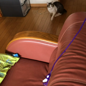 いろいろな物を消毒！デールも暑くて遊びたくない.の画像