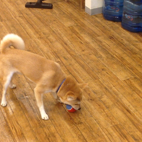 遊び中〜〜の画像