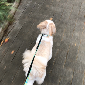 ♪お散歩動画♪参宮橋公園♪の画像