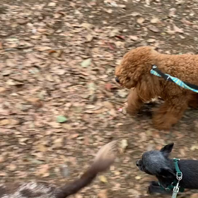 3月31日14わんこと1時間遠足  代々木公園の画像