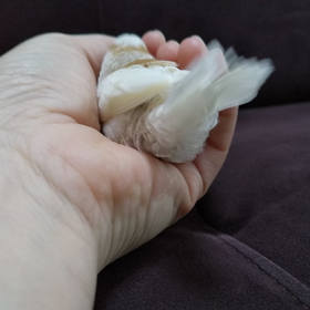 手の中への画像