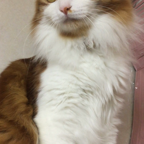 ベリーのイタズラの画像