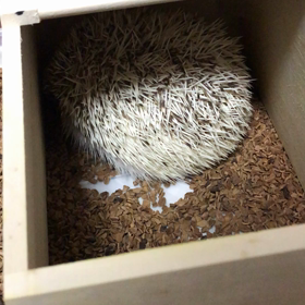 174日目痙攣？の画像